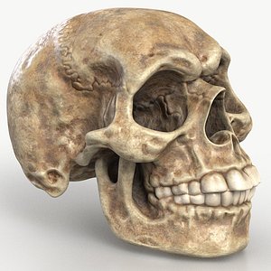 3D Funny Skull 1