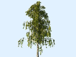 3D tree scanned ready