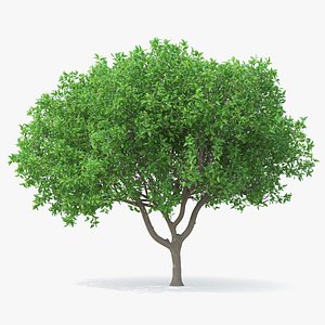 Orange Tree with Flowers