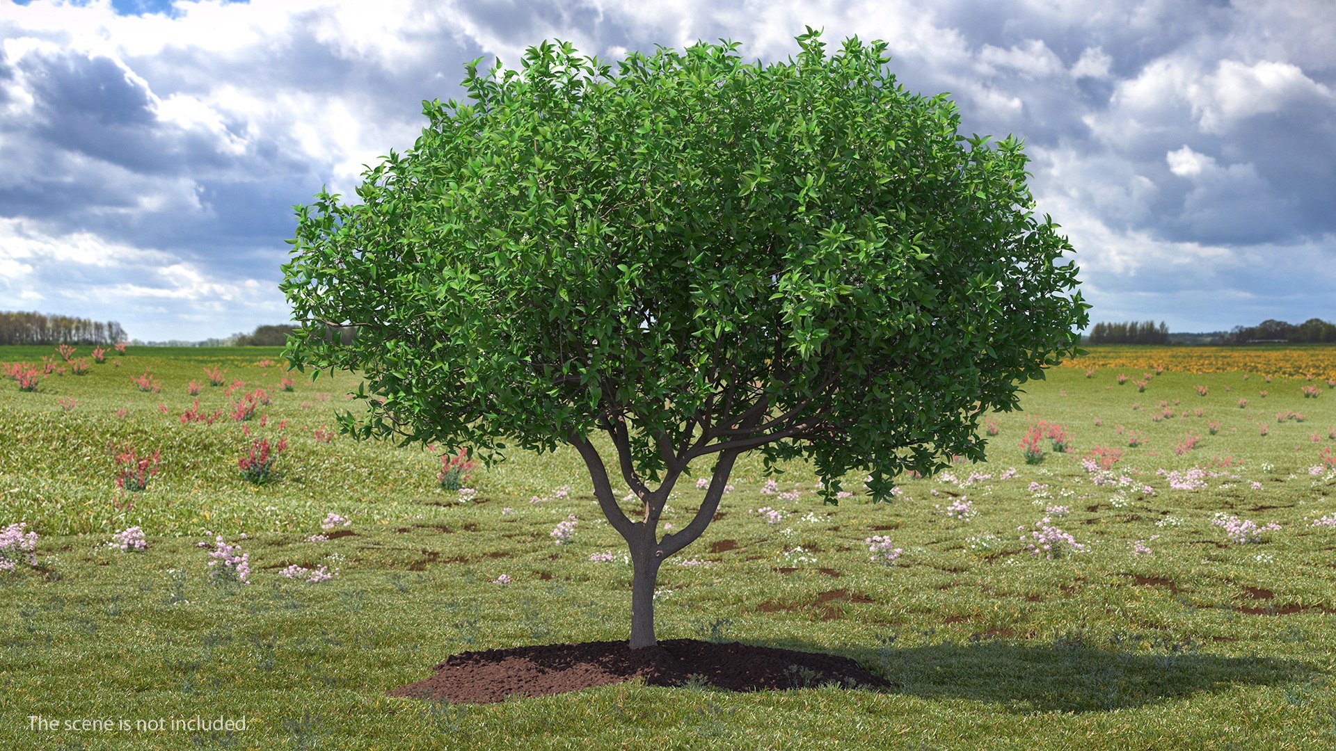 Orange Tree with Flowers 3D model preview