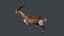 Antílope gazela animado Springbok