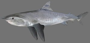 Tiger Shark