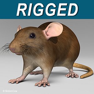 3d brown rat model