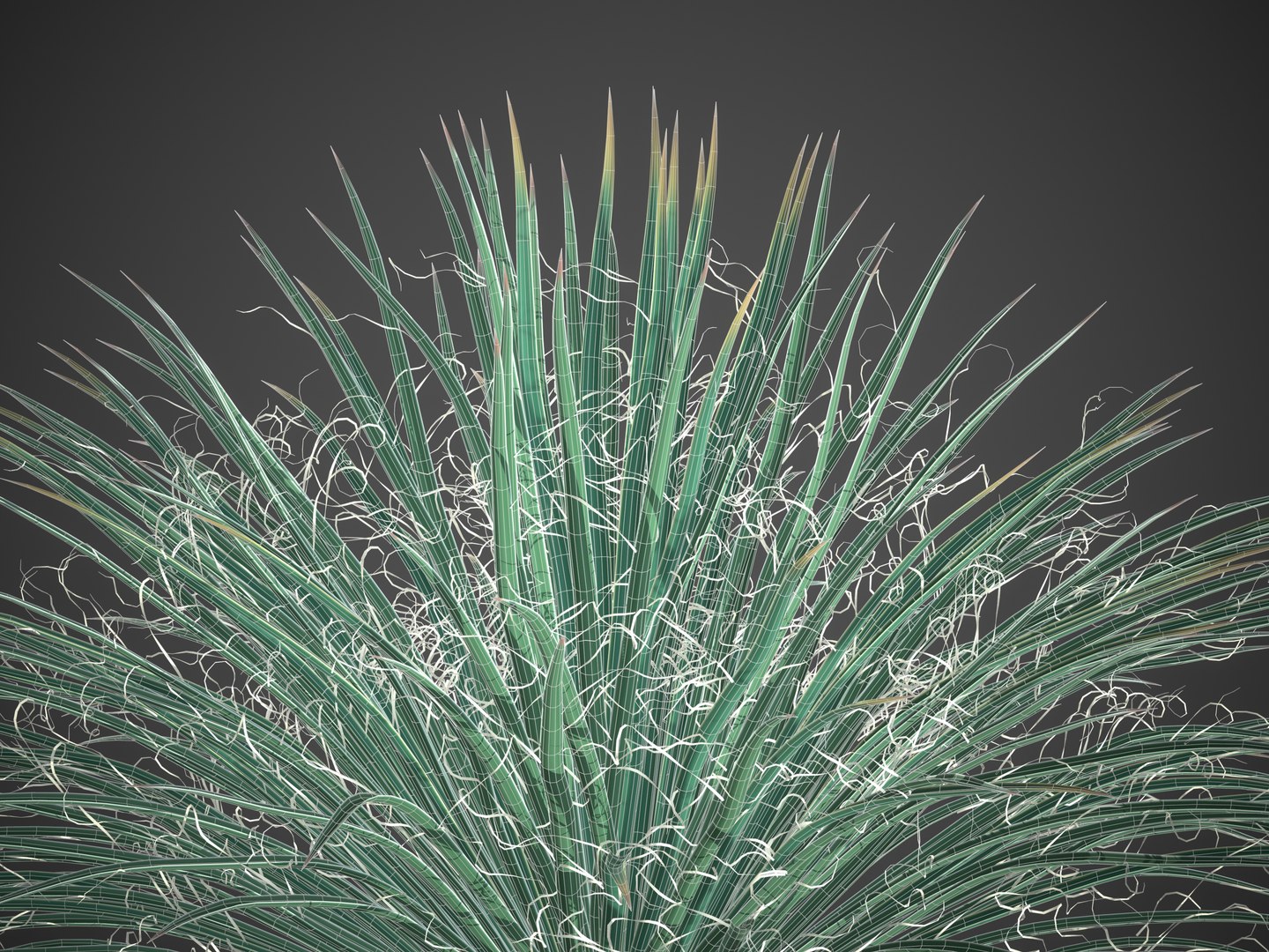 3D 2021 PBR Twin Flowered Agave - Agave Geminiflora https://p.turbosquid.com/ts-thumb/Ec/Xw0ZpJ/Ou/screenshot018/jpg/1625091765/1920x1080/fit_q87/b1780512e0887c2fdf80d085ff804908fa5ee116/screenshot018.jpg