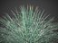 Agave à fleurs jumelles PBR 2021 - Agave Geminiflora