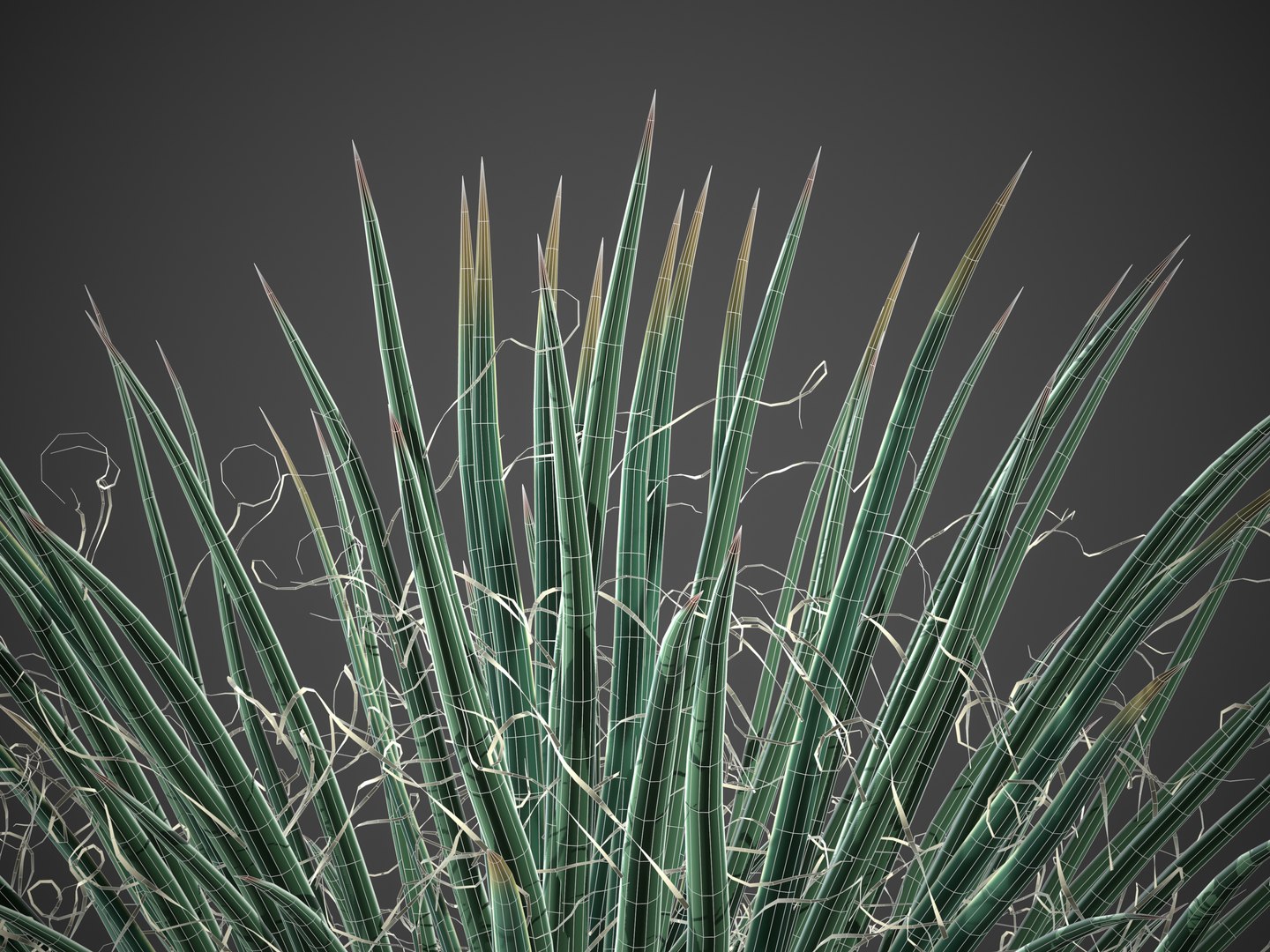 3D 2021 PBR Twin Flowered Agave - Agave Geminiflora https://p.turbosquid.com/ts-thumb/Ec/Xw0ZpJ/cF/screenshot019/jpg/1625091764/1920x1080/fit_q87/fbc551a6f2f6f9fd24ad7d484148fe7e1114d5aa/screenshot019.jpg