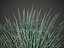 Agave à fleurs jumelles PBR 2021 - Agave Geminiflora