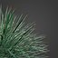 Agave à fleurs jumelles PBR 2021 - Agave Geminiflora