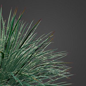 2021 PBR Twin Flowered Agave - Agave Geminiflora