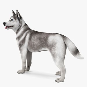 3D Siberian Husky Gray Standing Pose