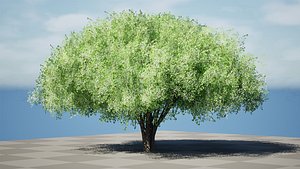 3D model Customizable Hazelnut Tree with free tutorial