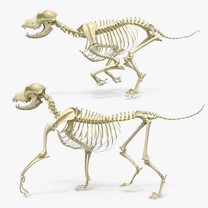 Dog Skeleton Set Animated Rigged For Maya