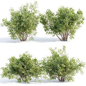 bushes 4 collection vol 110 3D model