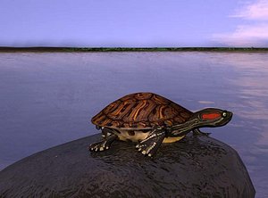 completeturtle