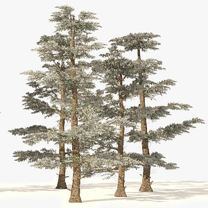 Snowy white fir trees 3D model