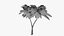3D model Lowpoly Coconut Palm v5