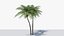 3D model Lowpoly Coconut Palm v5