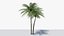 3D model Lowpoly Coconut Palm v5