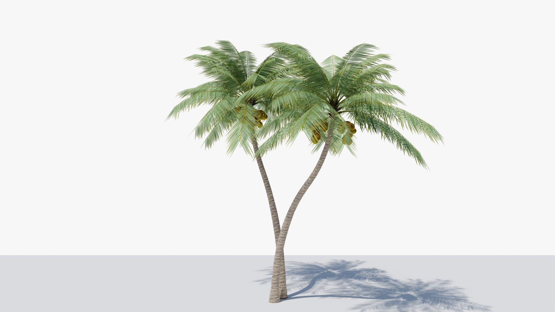 3D Model Lowpoly Coconut Palm V5 - TurboSquid 2048023