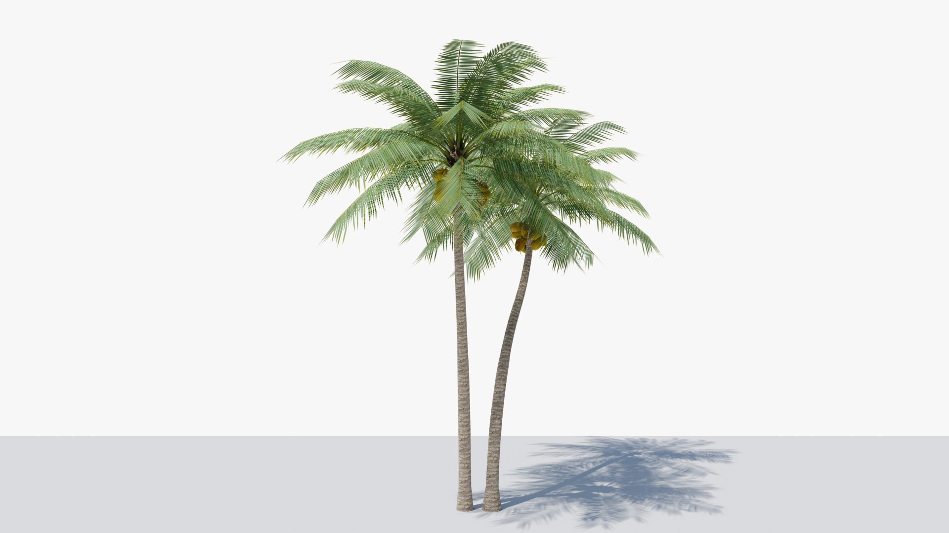 3D Model Lowpoly Coconut Palm V5 - TurboSquid 2048023