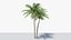 3D model Lowpoly Coconut Palm v5