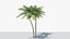 3D model Lowpoly Coconut Palm v5