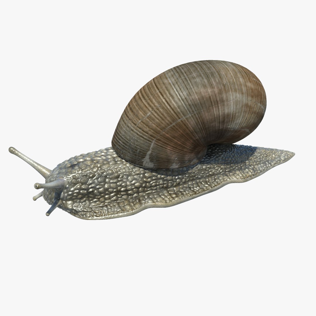 snail helix pomatia 3d model https://p.turbosquid.com/ts-thumb/Ec/u5bHJD/ZObnFr16/snail_03/jpg/1334078741/1920x1080/fit_q87/514c1d77eddc5e1e4aaf43f8e6372c08fe63ea96/snail_03.jpg
