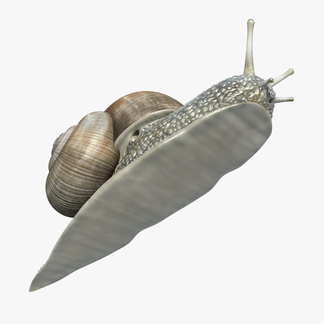snail helix pomatia 3d model https://p.turbosquid.com/ts-thumb/Ec/u5bHJD/dq3uv58m/snail_04/jpg/1334078741/1920x1080/fit_q87/9653d43b146b4021ddc3c31a3827acb9533dc954/snail_04.jpg
