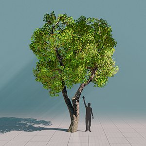 3D tree ficus ready 3 model