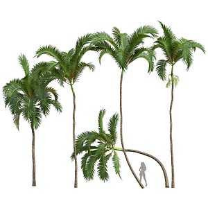 3D New Plant High detail Areca Catechu model