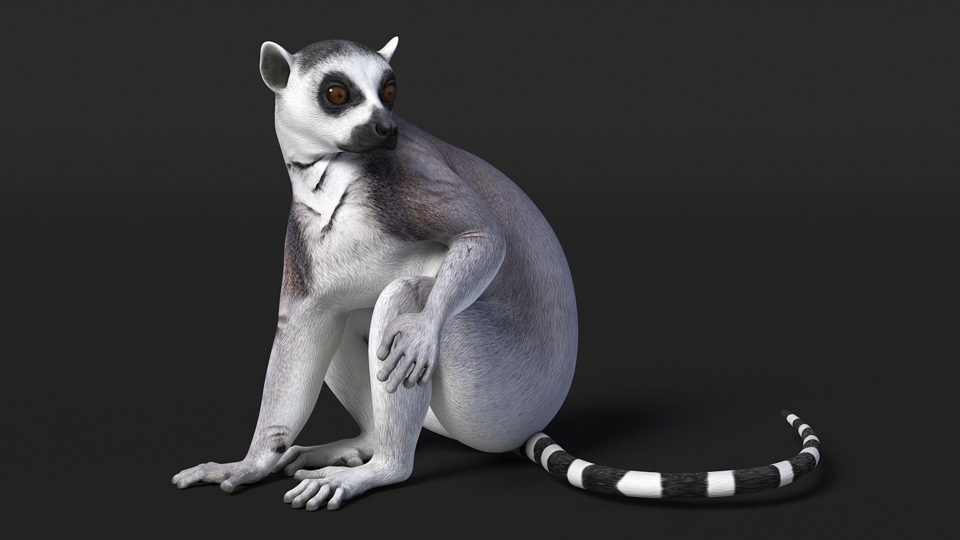 3D model Lemur Rigged for Maya https://p.turbosquid.com/ts-thumb/Ed/23cC7w/Gd/lemurriggedformaya3dmodel020/jpg/1711285175/1920x1080/fit_q87/f2b50838caf1a79a3a57947344f2c50611737b3f/lemurriggedformaya3dmodel020.jpg