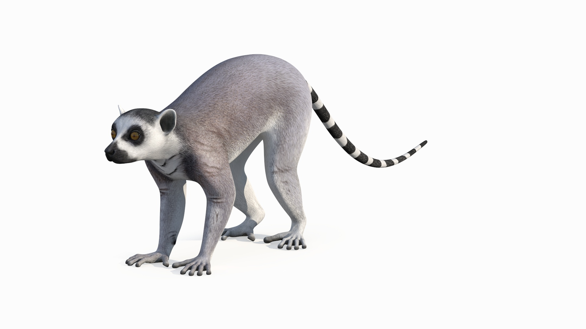 3D model Lemur Rigged for Maya https://p.turbosquid.com/ts-thumb/Ed/23cC7w/e7/lemur_rigged_for_maya_360/jpg/1711284023/1920x1080/turn_fit_q99/2d8622b7a1b07f82ea6add49c4ab52fa71d2f049/lemur_rigged_for_maya_360-1.jpg