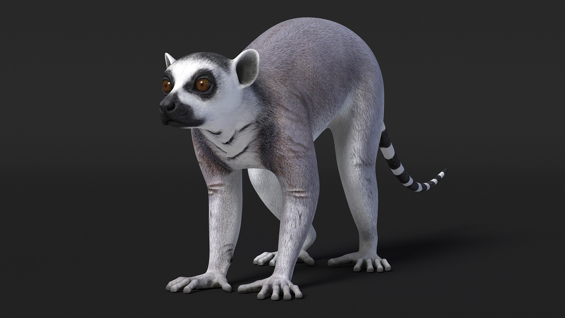 3D model Lemur Rigged for Maya https://p.turbosquid.com/ts-thumb/Ed/23cC7w/ip/lemurriggedformaya3dmodel019/jpg/1711285171/1920x1080/fit_q87/bb4468b768e989938616a37abffb577889b33f97/lemurriggedformaya3dmodel019.jpg