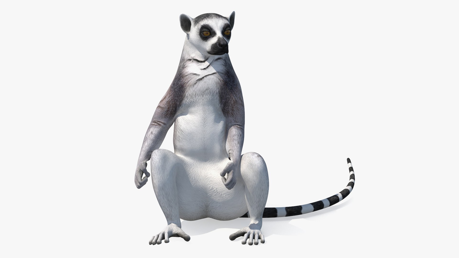 African Animals Rigged for Maya Collection 2 3D model https://p.turbosquid.com/ts-thumb/Ed/23cC7w/rB/lemurriggedformaya3dmodel041/jpg/1711362835/1920x1080/fit_q87/00723029d452ee64a2b0ba87024a9afee494332c/lemurriggedformaya3dmodel041.jpg