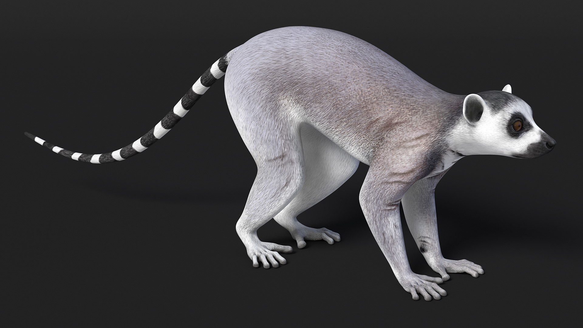 3D model Lemur Rigged for Maya https://p.turbosquid.com/ts-thumb/Ed/23cC7w/xF/lemurriggedformaya3dmodel018/jpg/1711285166/1920x1080/fit_q87/373b6d1df99bdc02d54d5e4d9e9ead592cd82fb8/lemurriggedformaya3dmodel018.jpg