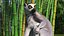 Lemur Rigged for Maya