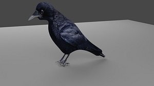Crow 3D model
