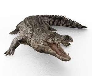 3D SaltWater Crocodile Animated model