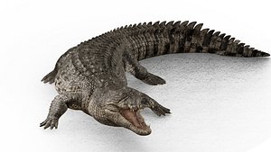 SaltWater Crocodile Animated