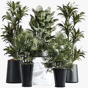 AV Indoor Plants Set 318 Rhapis Excelsa Lady Palm and ParadiseBird and Dracaena Warneckii