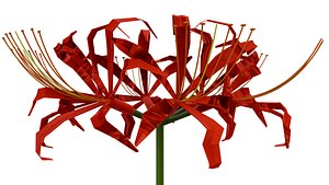 3D model Red Spider Lily