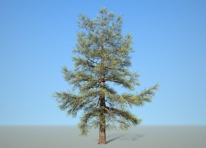 3D Conifer Tree 004 model