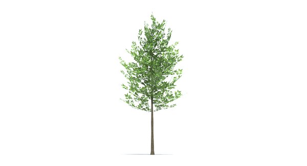 small tree 3d model