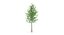 Low Poly Small Tree