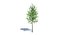 Low Poly Small Tree