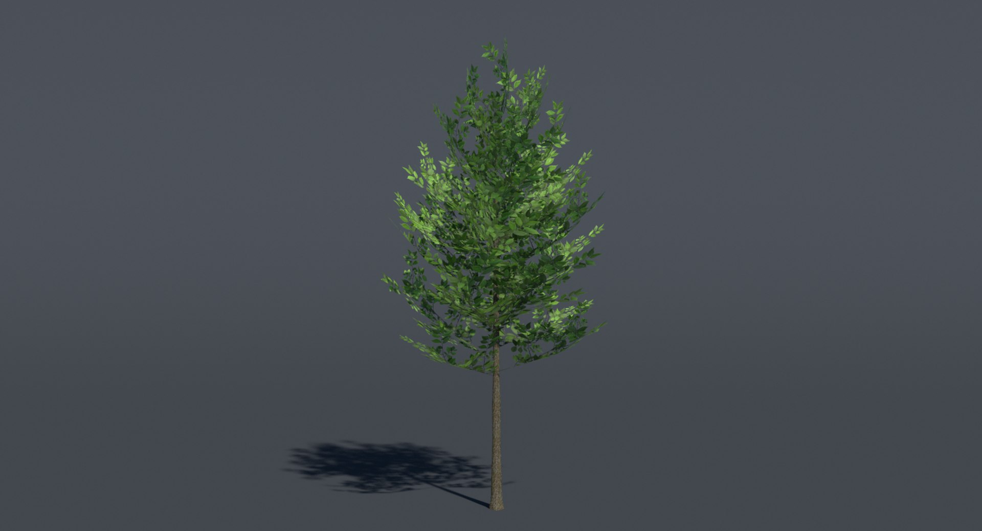 Small Tree 3d Model