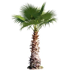 Washingtonia Robusta Photogrammetry 3D Scan model