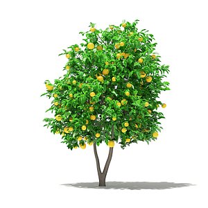 3D grapefruit tree fruits 2
