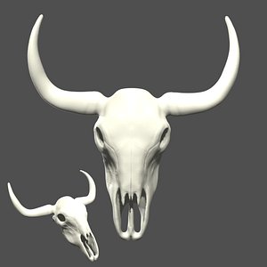 Cow bull longhorn Skull