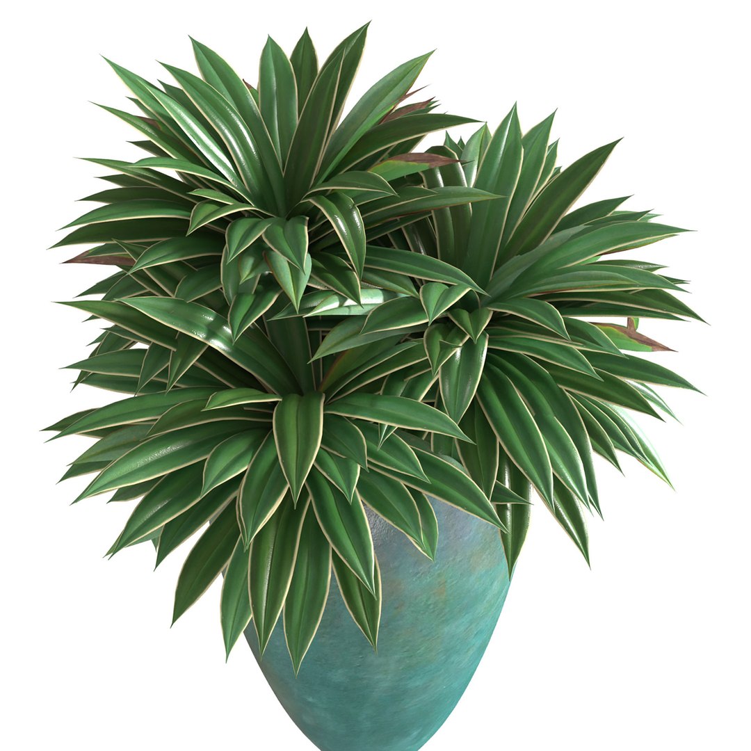 3D Agave plant in tall modern pot https://p.turbosquid.com/ts-thumb/Ed/tRqfpa/3t/3ddd2/jpg/1690298263/1920x1080/fit_q87/6bf7a827a9d2799000226ab1fb824caf8bb2241d/3ddd2.jpg
